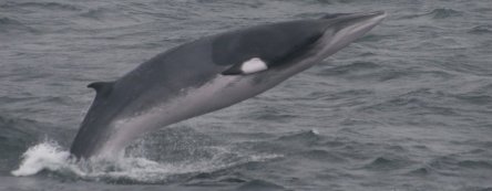balaenoptera_acutorostrata-aishling_hefferna