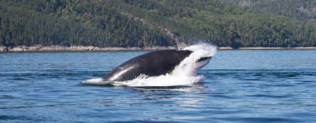 balaenoptera_acutorostrata-kerstin_voigt_2