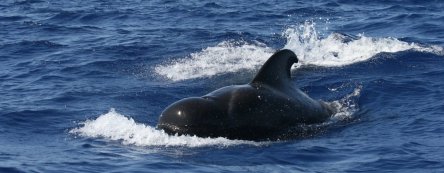 globicephala_macrohynchus-nh_5