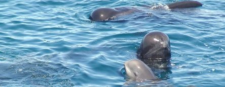 globicephala_macrohynchus-stephen_maclean_4