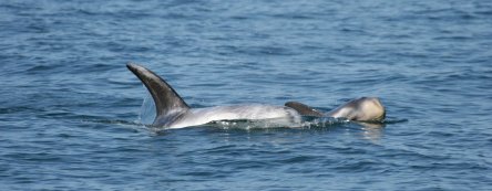 grampus_griseus-nicola_hodgins