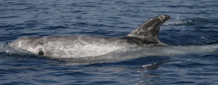 grampus_griseus-nicola_hodgins_2