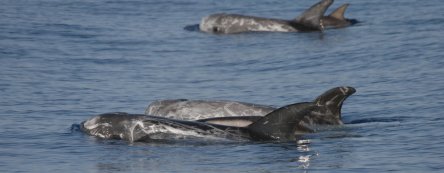 grampus_griseus-nicola_hodgins_3