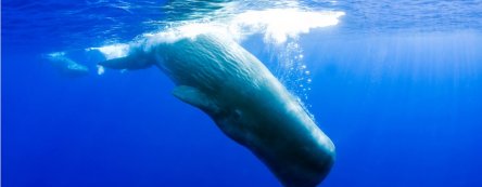 physeter_macrocephalus_douglas_hoffman2