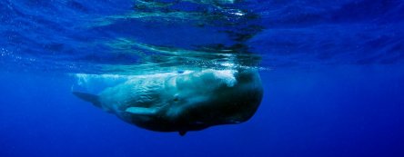 physeter_macrocephalus_douglas_hoffman3 (1)