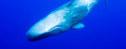 physeter_macrocephalus_douglas_hoffman4