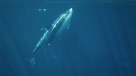 Helen Pacific White sided dolphin